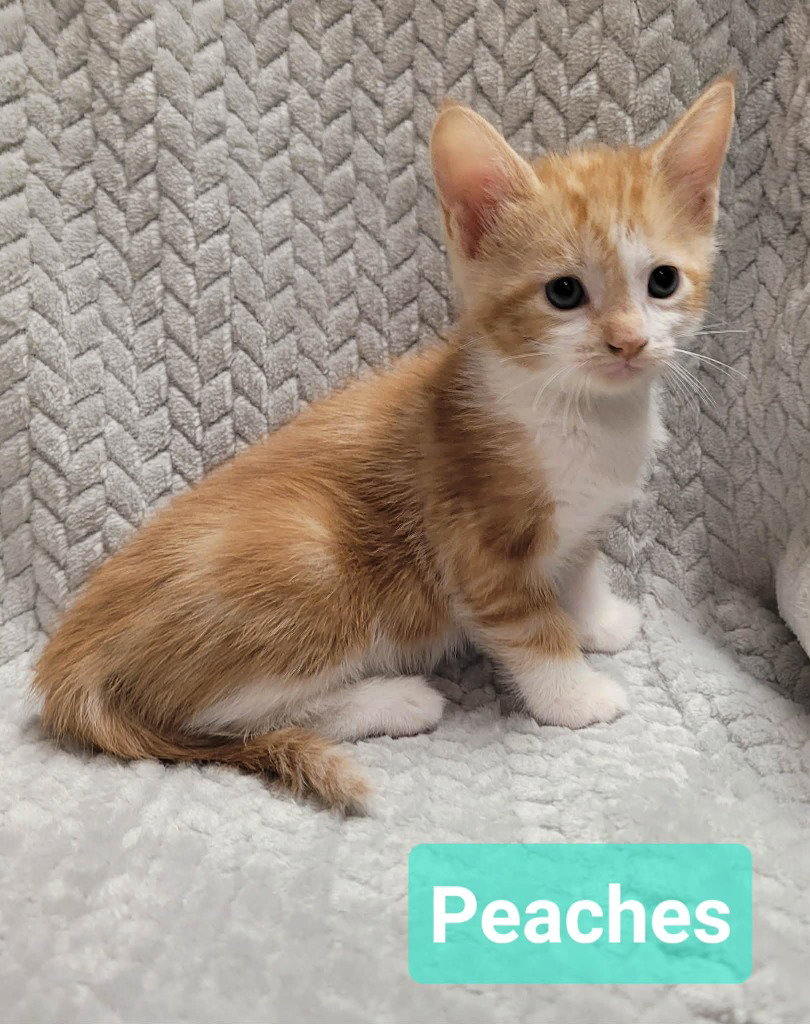 Peaches, Domestic Short Hair