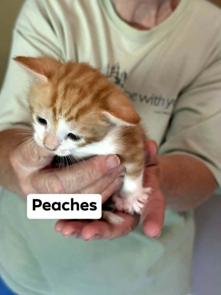 Peaches, photo 3