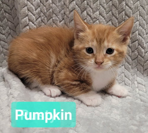 Pumpkin, a cat for adoption from Help the Animals Inc.