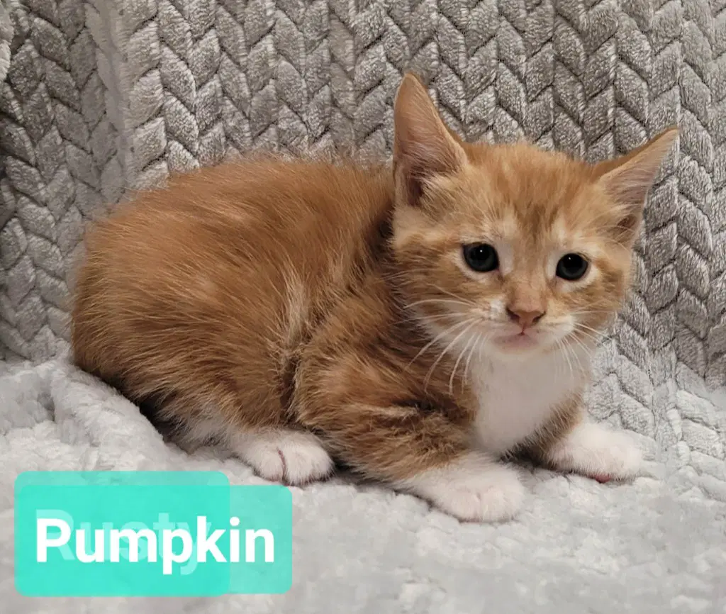 Pumpkin image 2