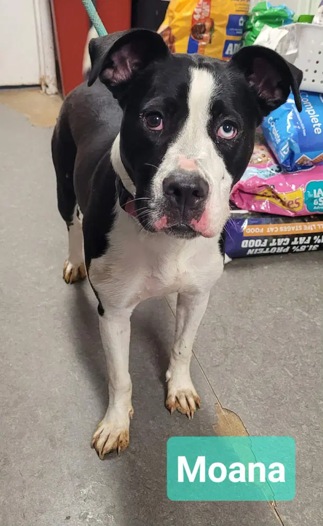 Moana - Pit Bull Terrier