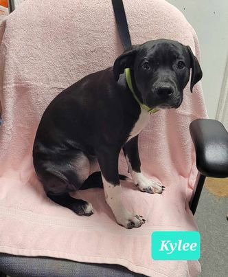 Photo 3 of Kylee