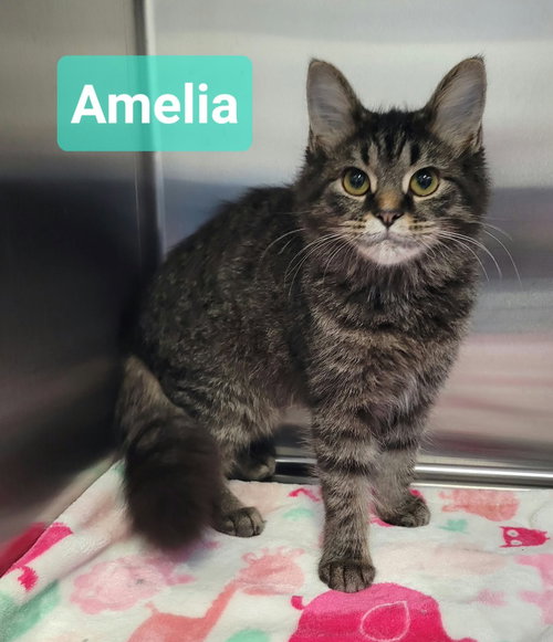 Amelia, a cat for adoption from Help the Animals Inc.
