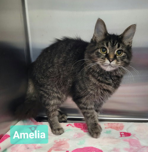 Photo 2 of Amelia