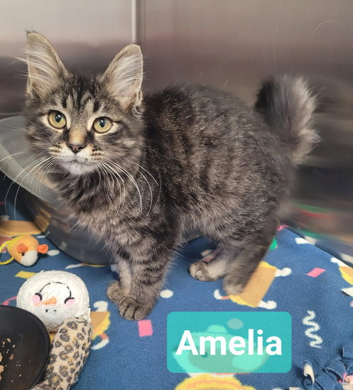 Photo 3 of Amelia