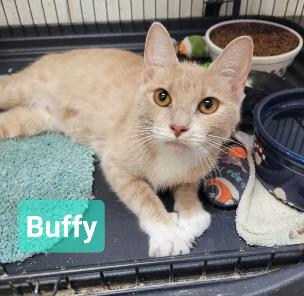 Buffy - Domestic Short Hair