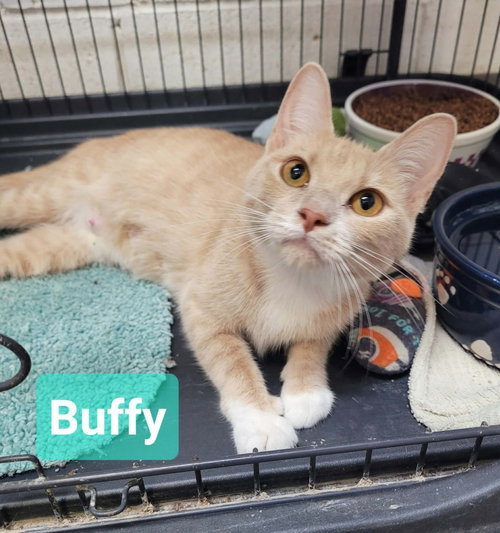Photo 2 of Buffy
