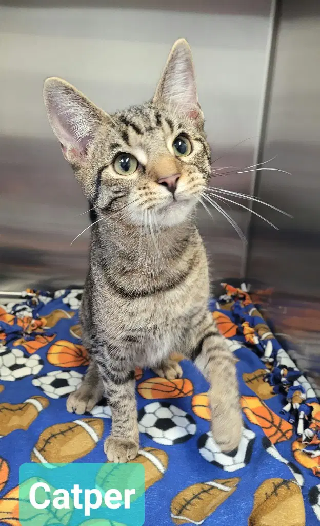 Catper - Domestic Short Hair