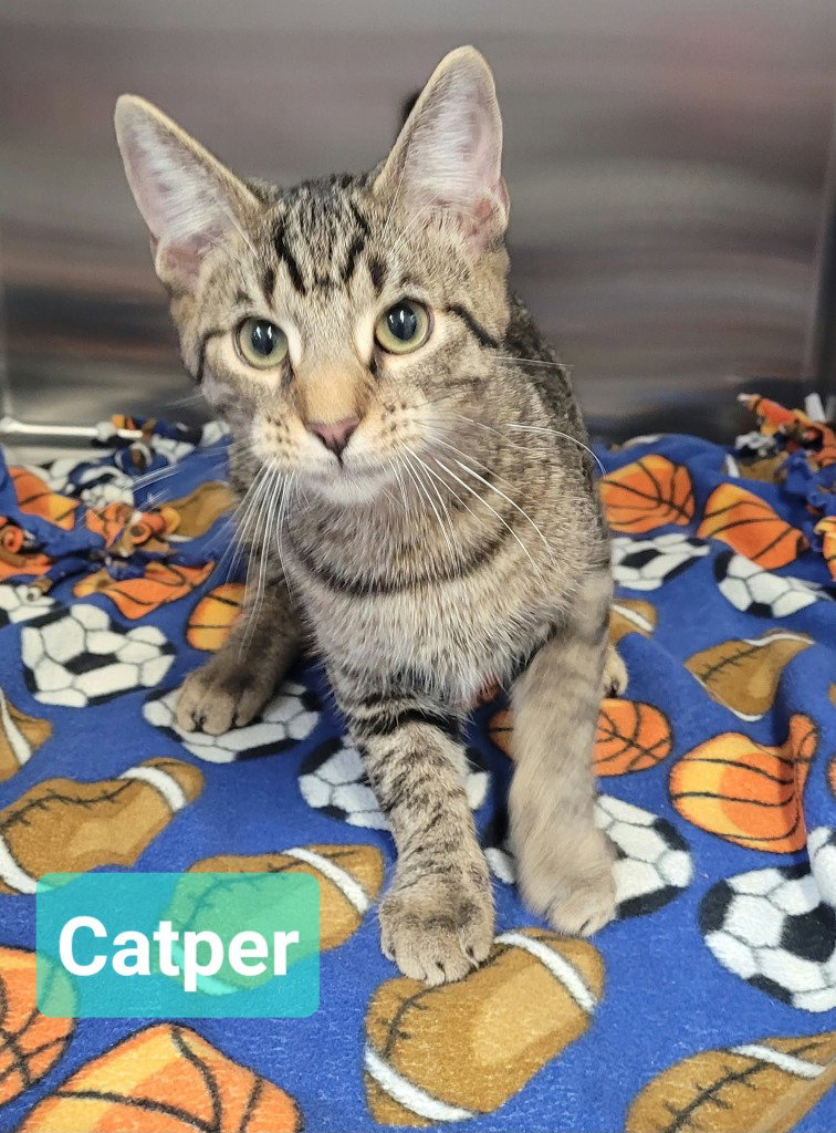 Catper, photo 3