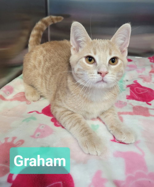 Graham, a cat for adoption from Help the Animals Inc.