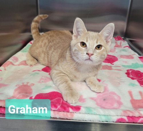 Photo 2 of Graham