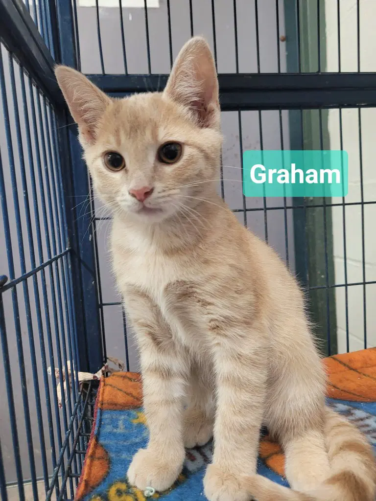 Graham image 4