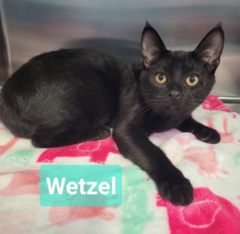 Wetzel, a male kitten up for adoption