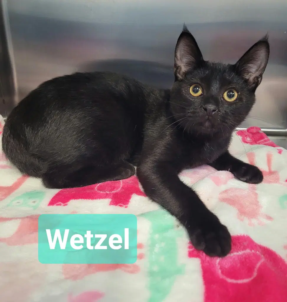 Wetzel image 2