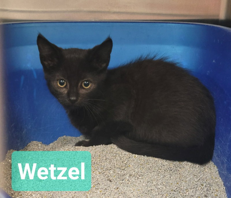 Wetzel, photo 3