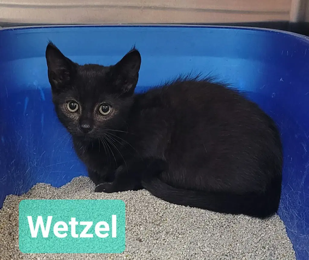 Wetzel image 4