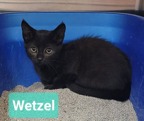 Photo 4 of Wetzel