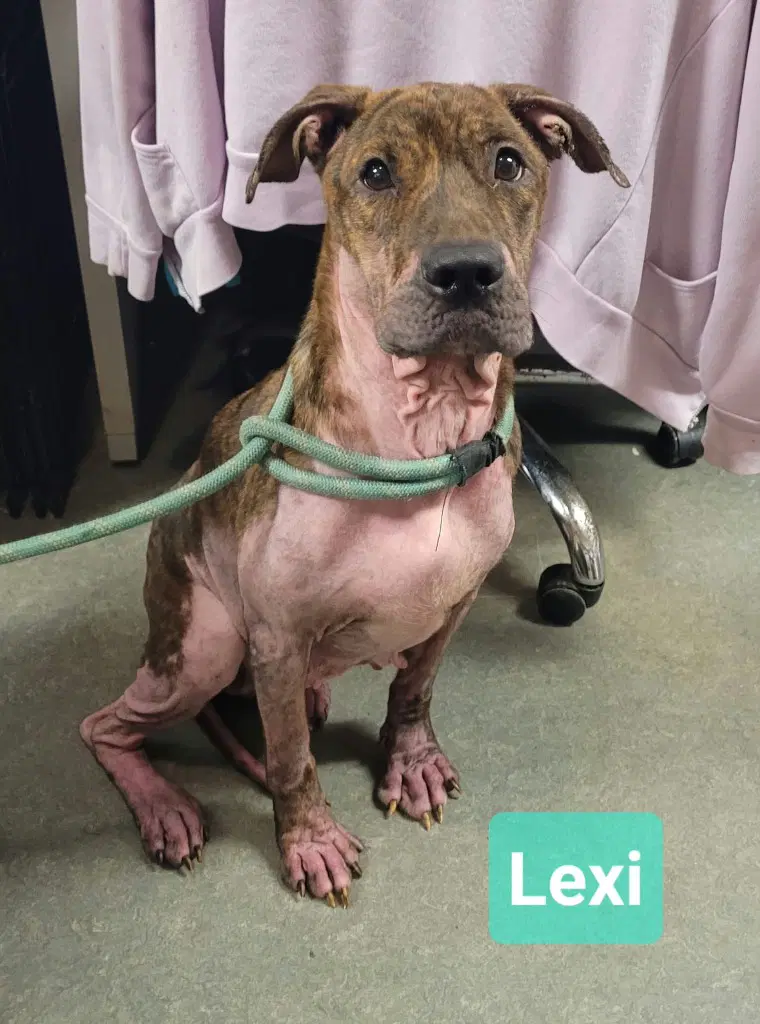Lexi image 1