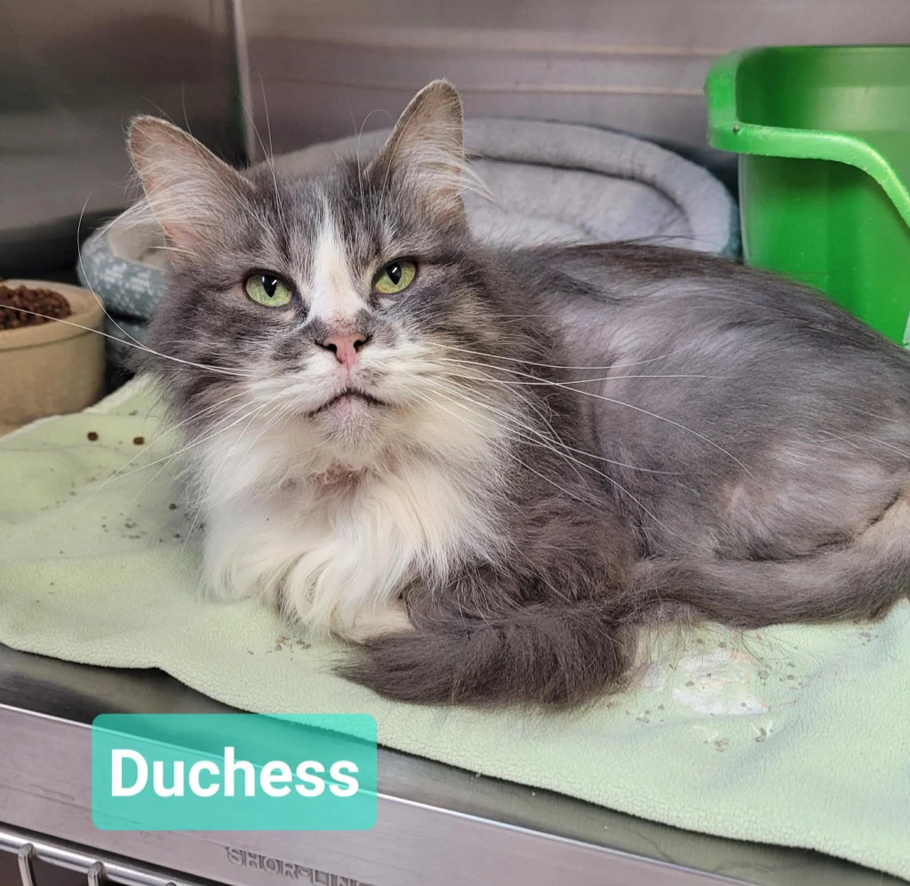 Duchess