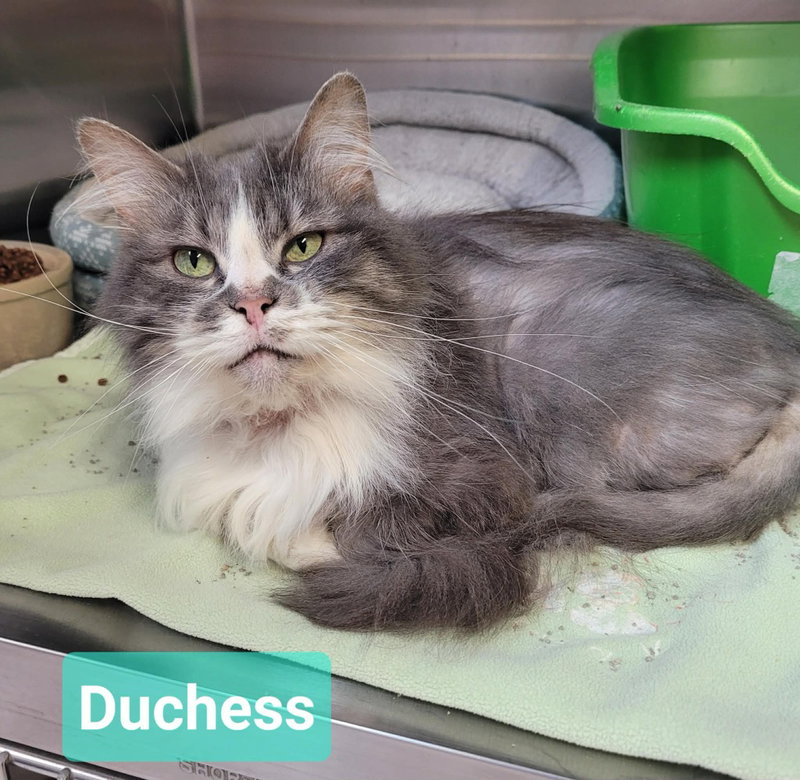 Duchess, photo 2