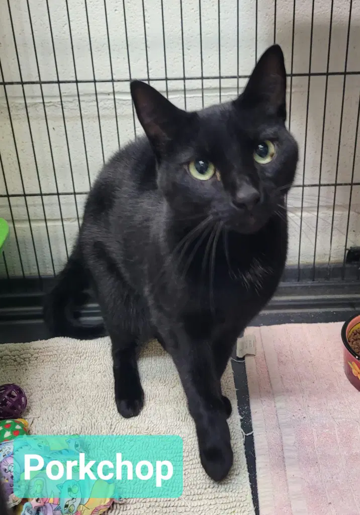 Porkchop - Domestic Short Hair