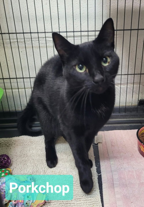 Porkchop, an adult male cat up for adoption
