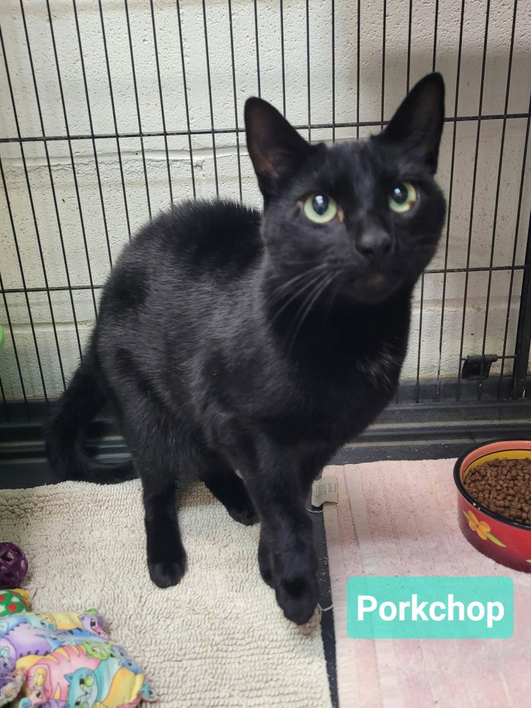 Porkchop, photo 3