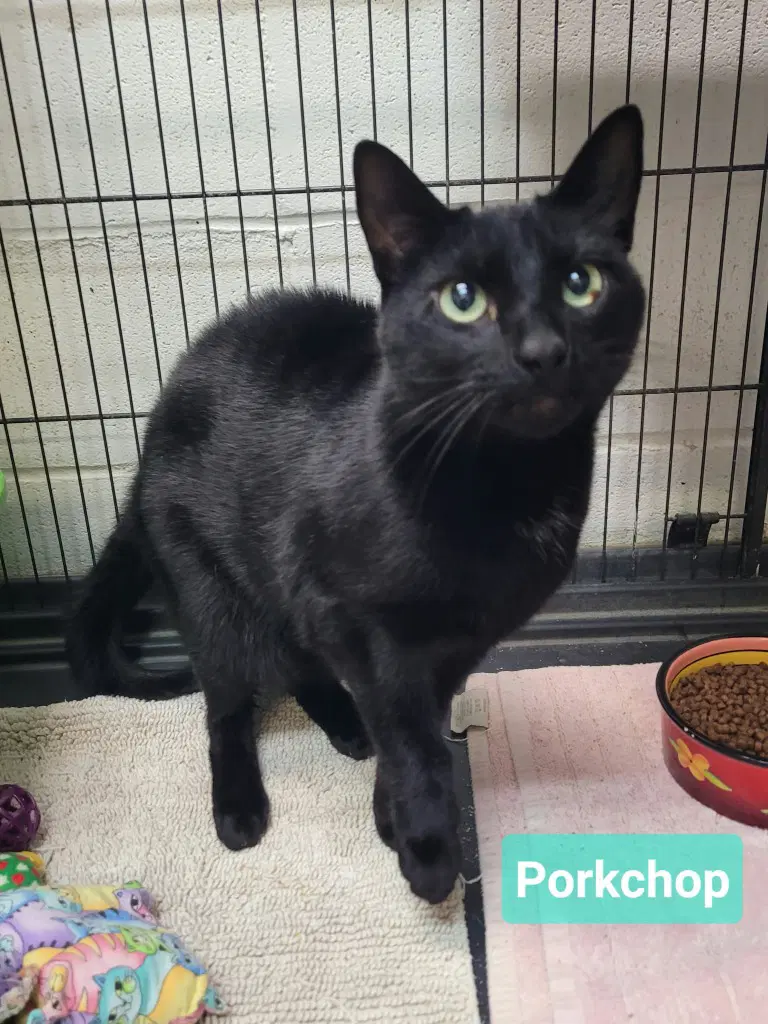 Porkchop image 3