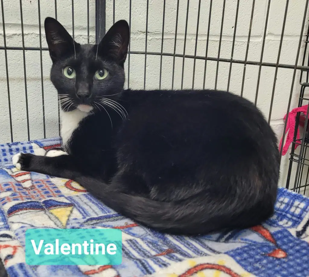Valentine - Domestic Short Hair