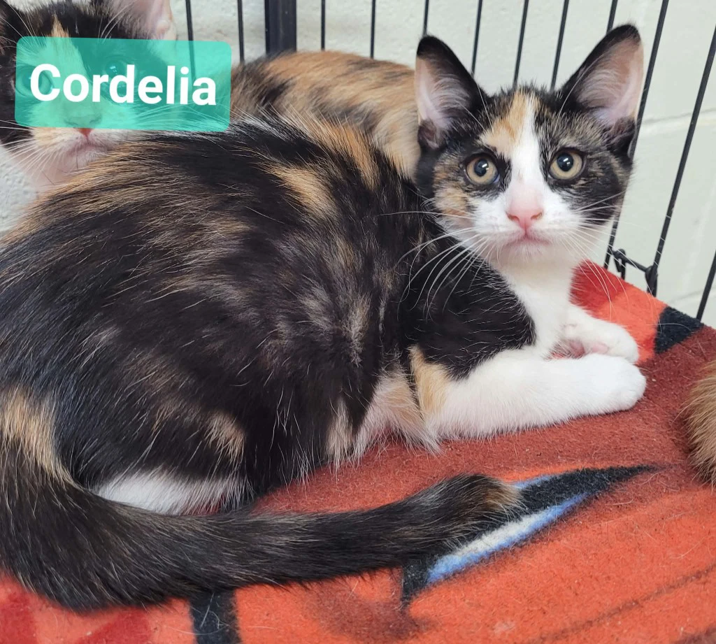 Cordelia