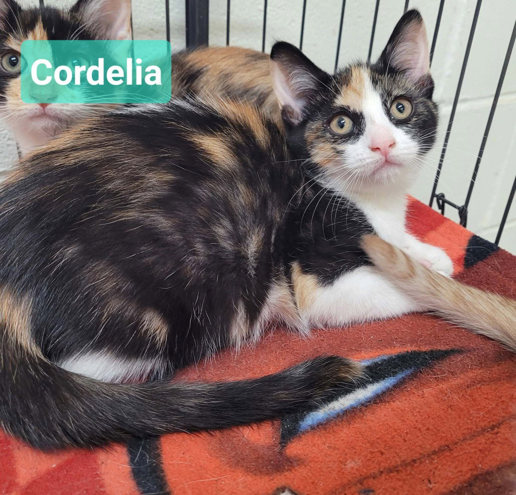 Cordelia, photo 2