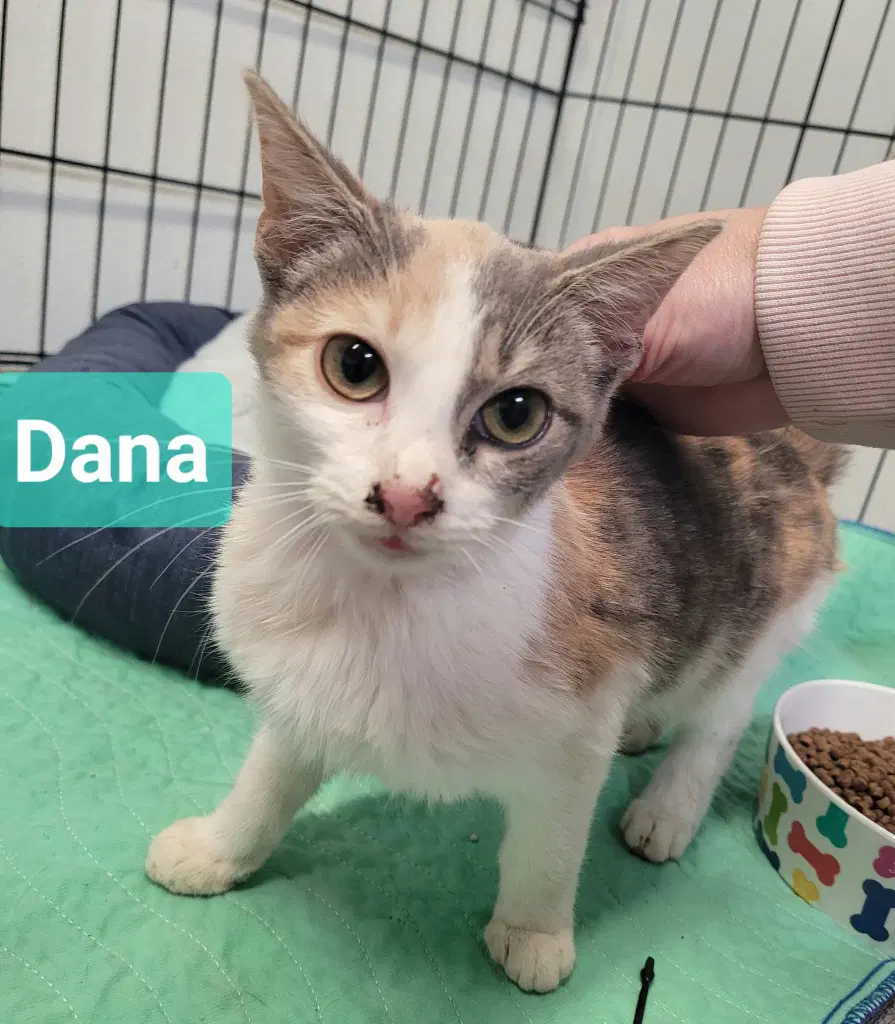 Dana - Domestic Short Hair