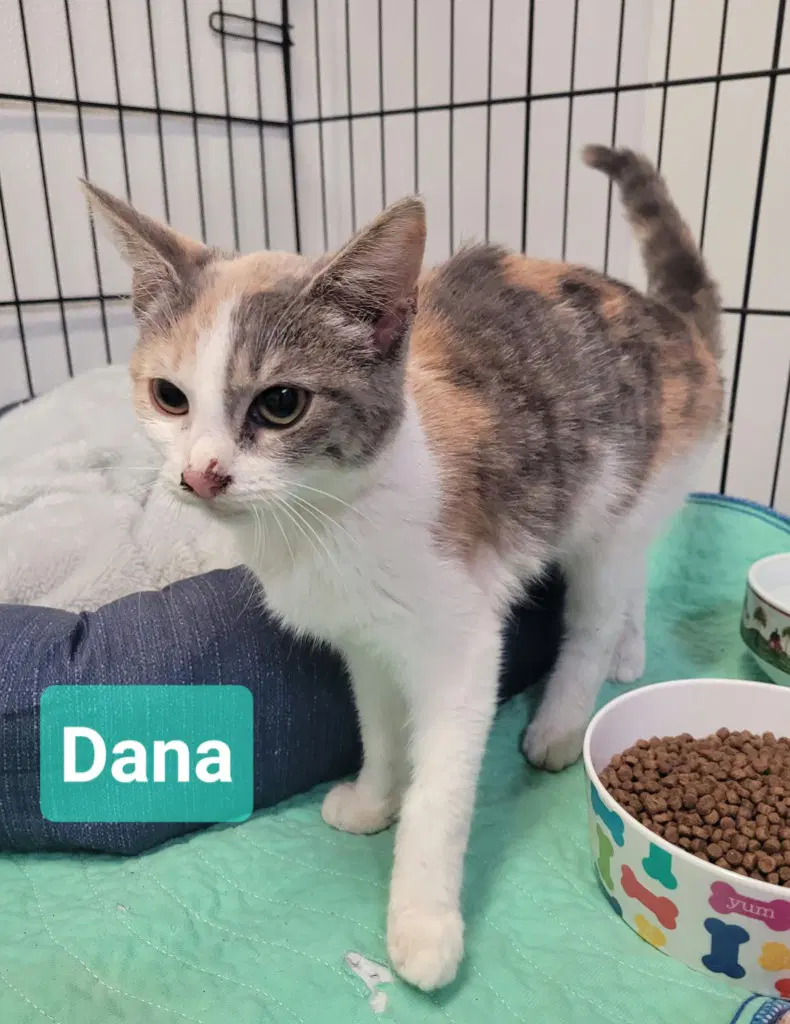 Dana image 2