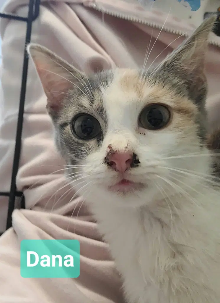 Dana image 3