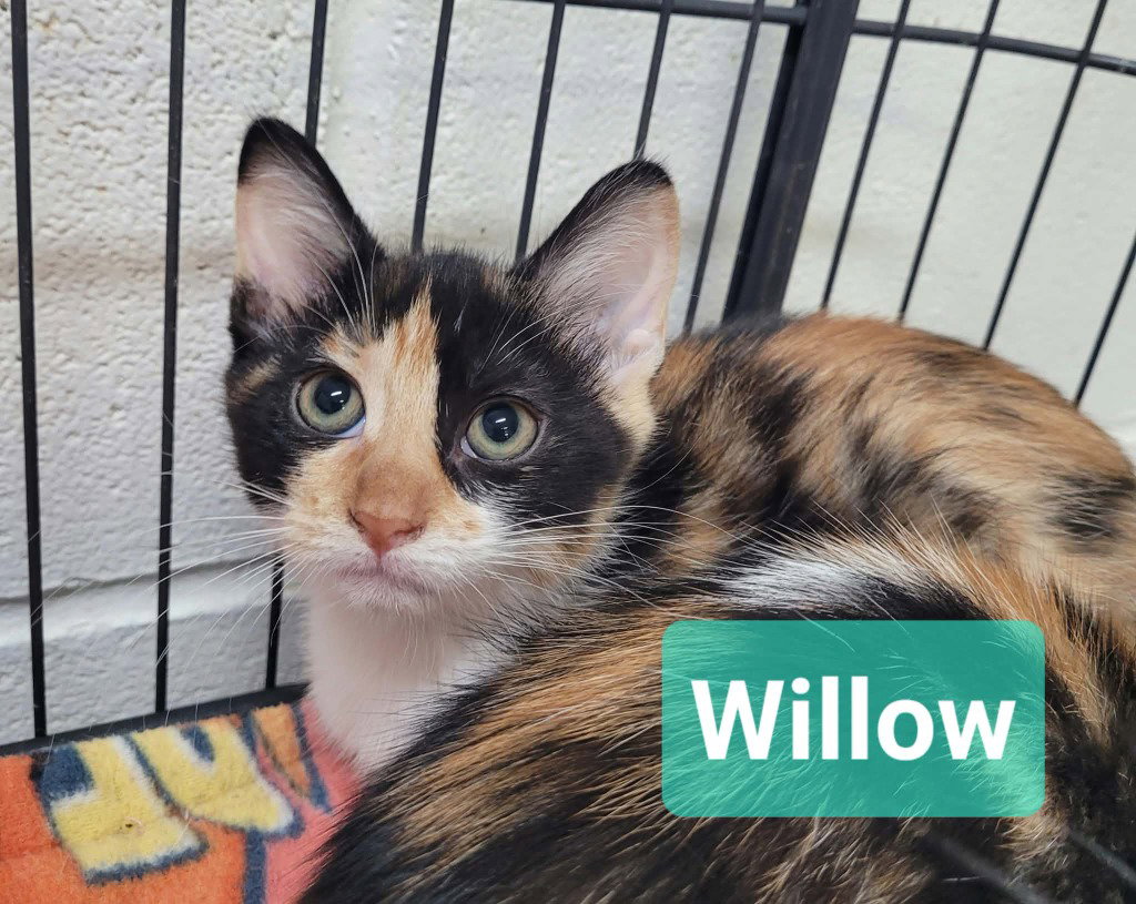 Willow