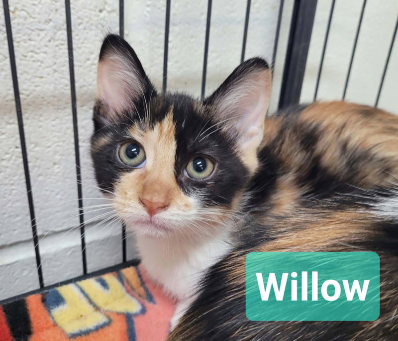 Willow, photo 2
