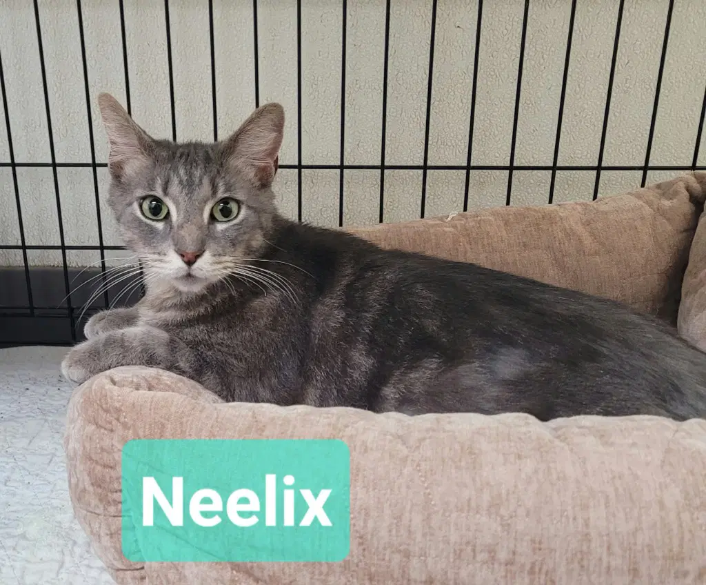 Neelix - Domestic Short Hair