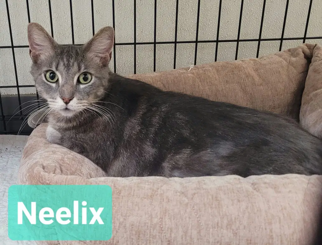 Neelix image 2