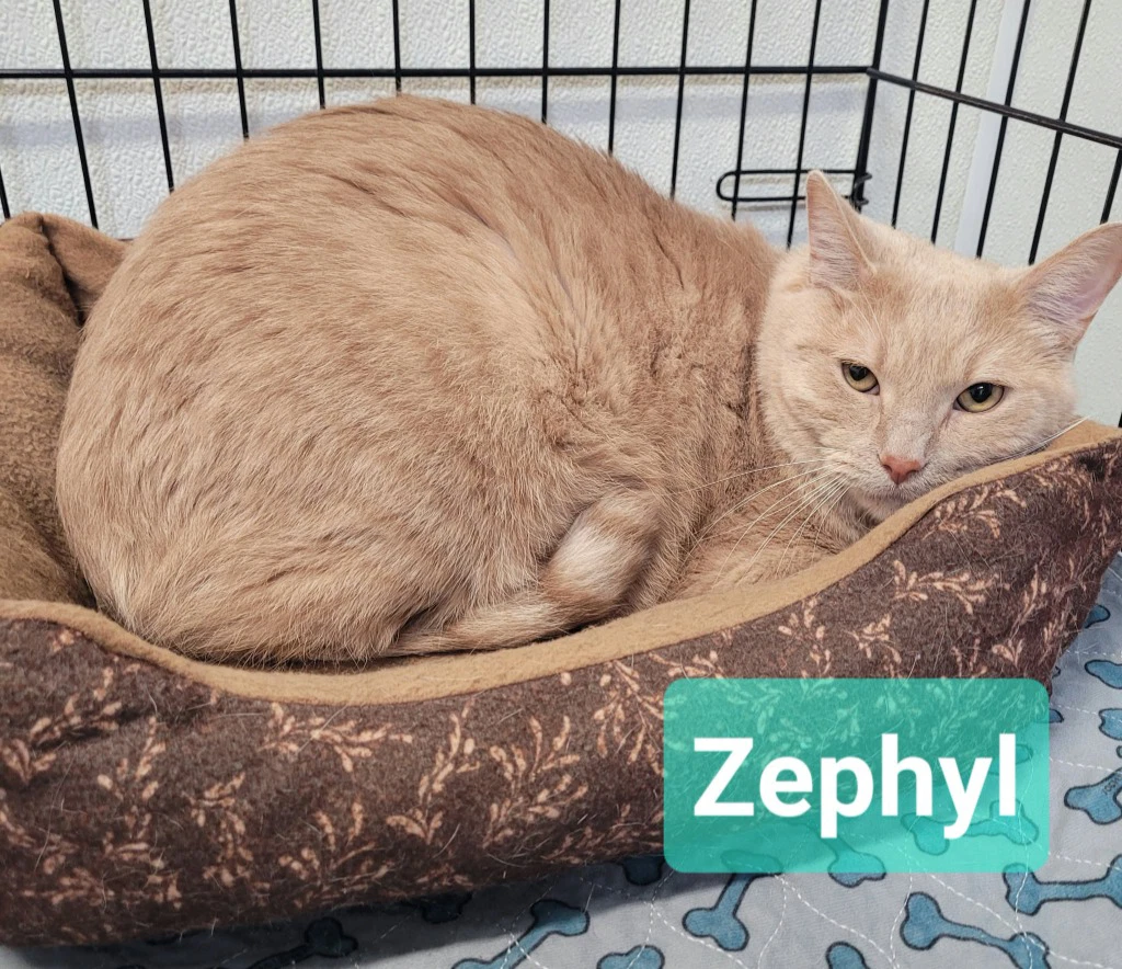 Zephyr
