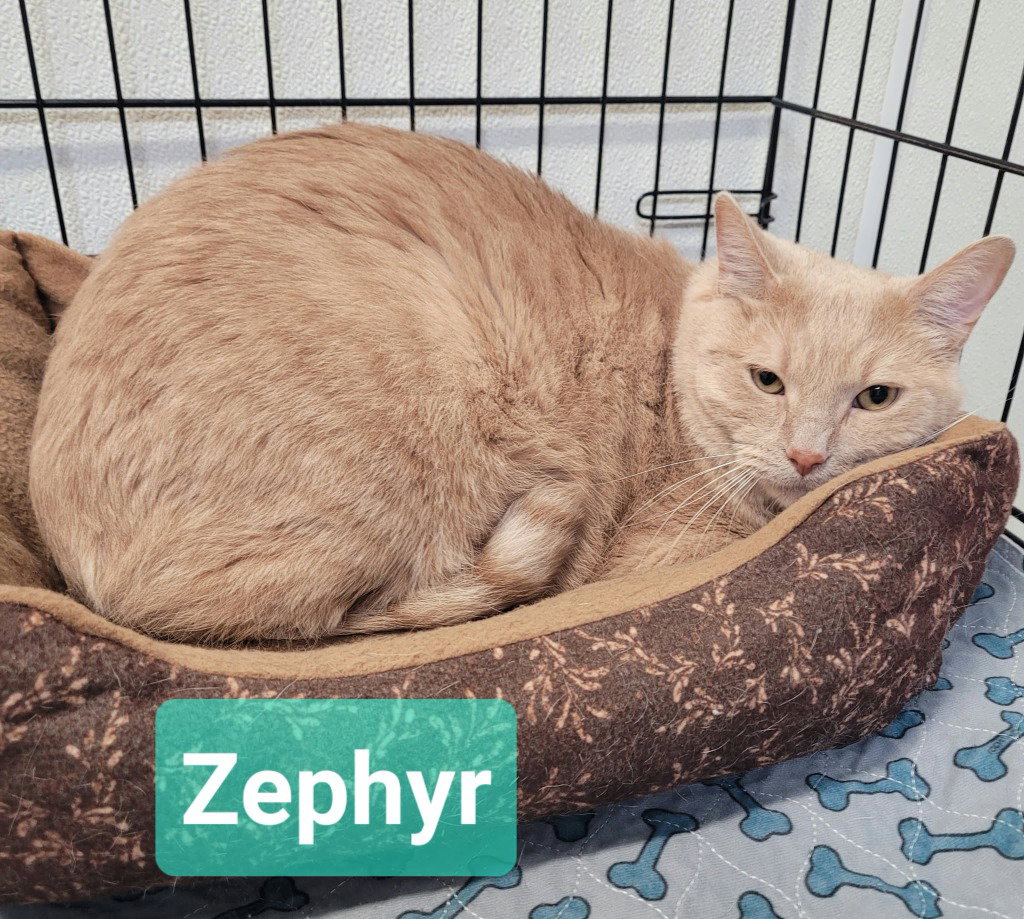 Zephyr, photo 2
