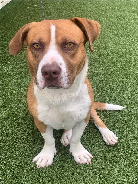 adoptable Dog in Fayetteville, NC named RYDER