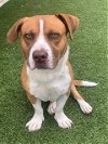adoptable Dog in fayetteville, NC named RYDER