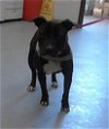 adoptable Dog in fayetteville, NC named GHOST