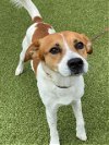 adoptable Dog in fayetteville, NC named JOSE