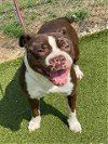 adoptable Dog in fayetteville, nc, NC named COOKIE