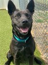 adoptable Dog in fayetteville, nc, NC named ELENA
