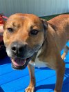 adoptable Dog in fayetteville, nc, NC named CURTIS