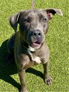 adoptable Dog in fayetteville, nc, NC named DELILAH