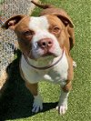 adoptable Dog in fayetteville, nc, NC named CASH