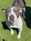 adoptable Dog in fayetteville, NC named SIENNA
